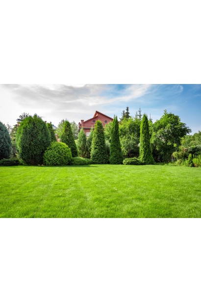 Туя західна Брабант Топіар Куля в ландшафті